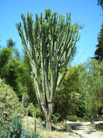 Giardini Botanico 4.JPG