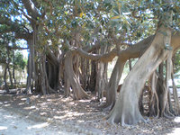 Giardini Botanico 5.JPG