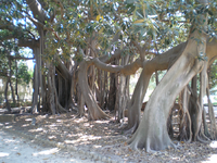 Giardini Botanico 5.webp