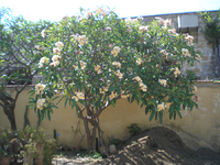 Giardini Botanico 6.webp