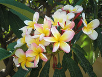 Giardini Botanico 7.JPG