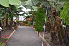 Casa del Plátano 5.JPG