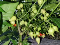 20240730_212434.webp