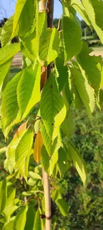 IMG_20240730_193327.webp