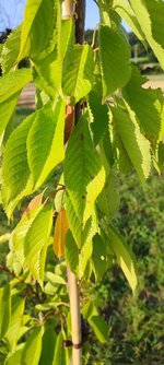 IMG_20240730_193327.jpg