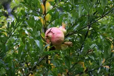 192.webp