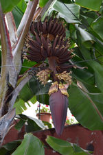 Casa del Plátano 6.webp