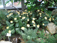 Botanischer Garten Berlin 4.JPG
