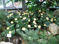 Botanischer Garten Berlin 4.webp