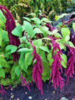 IMG_20210917_133105_1.jpg