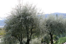 196.JPG