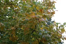 208.webp