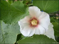 c074.webp