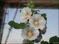 c075.webp