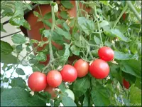 c076.webp