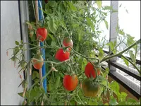c078.webp