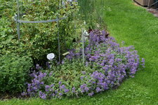 Nepeta 0119.JPG