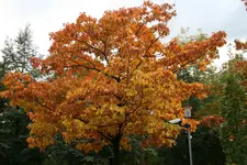 212.webp