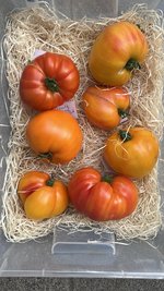 IMG_1446.jpeg
