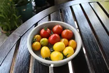 Tomaten 0724.JPG 29.7.2024.webp