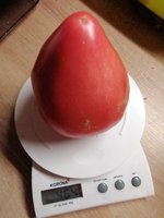 Fleischtomate.jpg