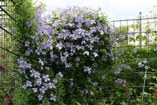 Cl.vit.Emilia Plater0918.JPG