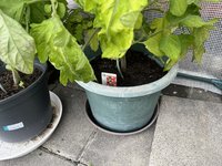 IMG_0064.JPG