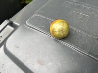 IMG_0070.JPG