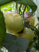 PXL_20240802_104720402.jpg
