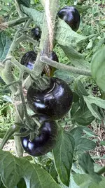 IMG_1475.jpeg