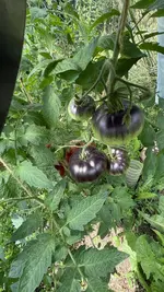 IMG_1479.jpeg