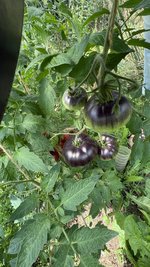 IMG_1479.jpeg