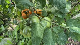 IMG_1481.jpeg