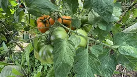 IMG_1481.jpeg