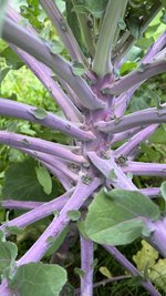 IMG_1482.jpeg
