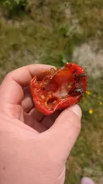 IMG-20240802-WA0004.webp