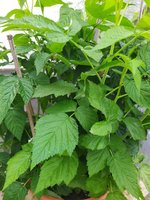 IMG_20240802_092341_1.jpg