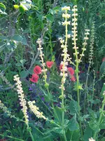 IMG_20240527_090540_1.webp