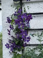 IMG_3992.webp