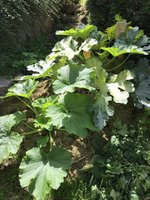 IMG_4694.jpeg