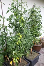 Aug.      0724.webp