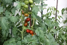 Aug.      0824.webp