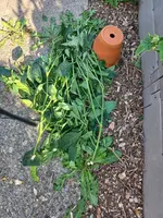 20240803_175611.webp