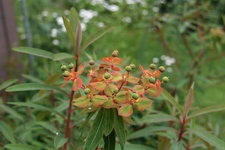 Euphorbia1219.JPG