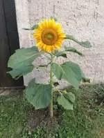 Sonnenblume.webp
