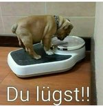 Mops.jpg