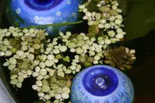 Schwimmfarn0119.webp