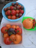 IMG_20240804_195234.webp