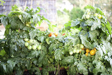 tomaten.jpg