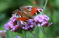 Schmetterling0617.JPG